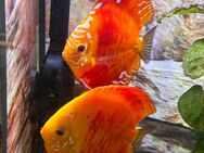 Discus Fische Zuchtpaar Red Map - Willich