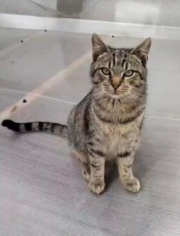 Kuschelkater *Griutu* - Rambin