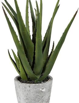 Künstliche Zimmerpflanze Aloe im Zementtopf Sukkulente, Creativ green, Höhe 40 cm