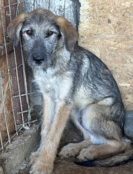 Odi - unser süßer Strubbel - Elsdorf (Nordrhein-Westfalen)
