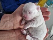 Malteser Welpen (Baby) - Bremen