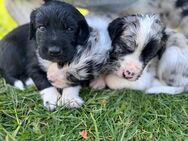 Kleiner Münsterländer x Australian Shephard Welpen - Wiefelstede