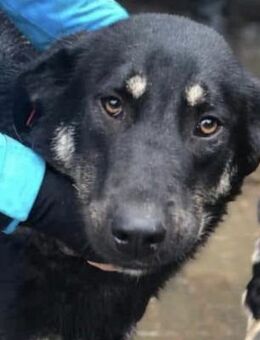 DJEGO ~ genoß die Streicheleinheiten - Duisburg