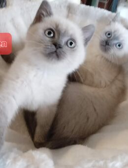 Bkh Kitten in blue point und blue Farbe - Brakel