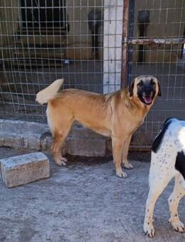 Freundliche Lemonia F wartet traurig - Mettmann