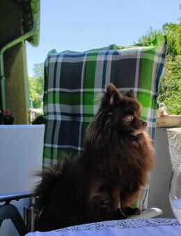 Zwerg Spitz - 6 J. Sucht liebevolles Zuhause - Olsberg