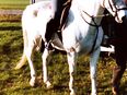 Reithose von White Horse Reitmoden Darmstadt, Farbe grau in 65933