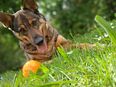 Liebevolle Malinoismixhündin sucht zuhause in 51503