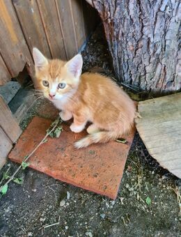 Kätzchen kitten - Löbnitz (Sachsen)
