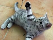 Noch 3 BHK Kitten suchen ein neues Zuhause