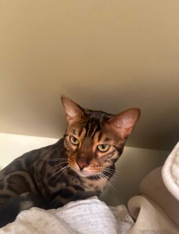 Bengal Kater Reinrassig - Berlin Tempelhof-Schöneberg