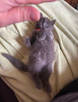 Ab Freitag! Heilige Birma - Russisch Blau Mix Babys - Krefeld