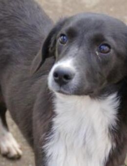 Flavia möchte Tierheim verlassen - Schwabach