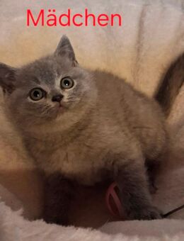 Reinrassige Bkh Kitten in blue - Brakel