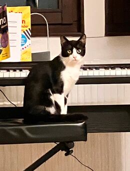 Babykatze Kitten Katze aus dem Tierschutz - Stuttgart