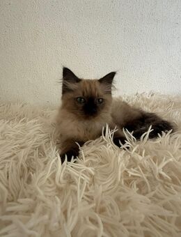 Ragdoll/Cheburim Kitten - Olpe