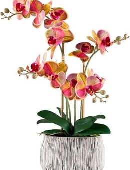 Kunstorchidee Orchidee Phalaenopsis, Creativ green, Höhe 56 cm, mit außergewöhnlicher Zementschale
