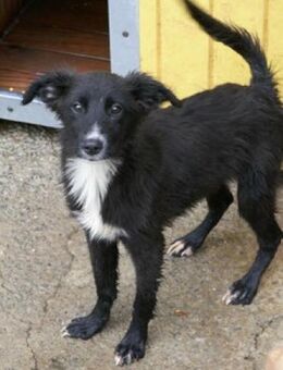 Jannes ist so putzig und aufgeweckt! - Karben