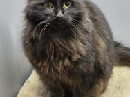 MINOU - unheimlich charmant - Pfaffenhofen (Roth)