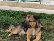 Tolle Hündin Vicky sucht PS oder ES - Berlin