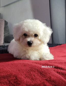 Reinrassige Bichon Frisé Welpen mit EU-Pass & Impfungeny - Landau (Pfalz)