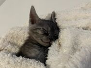 Kitten sucht liebevolles Zuhause 🐱 - Wiesbaden Rheingauviertel