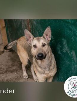 Grinder: Verspielter Junghund - Kirchzell