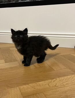 Wunderschöner Kater - Völklingen