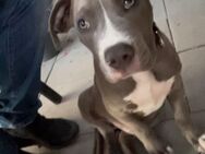 Ist ein American Bully xl mix staffy Terrier - Köln