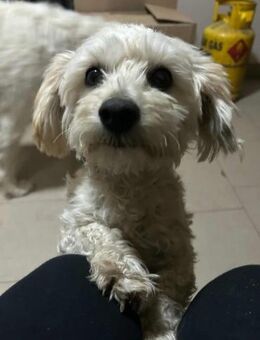 Fluffy sucht sein Zuhause - Mannheim