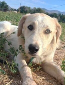 LIZA - möchte in einer Familie ankommen - Aerzen