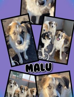 Toller Malu möchte bald ausreisen! - Nürnberg