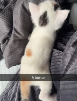 Kitten zum reservieren - Hettstedt