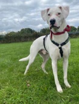 Mischlingsrüde YAKI sucht seine Menschen - Grimburg