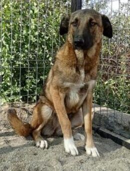 Patty 60 cm - Alpenrod