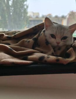 2 x British Shorthair Perser Mix Brüder suchen ein liebevolles Zuhause - Berlin Marzahn-Hellersdorf