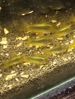 ✅️Grüngestreifter Panzerwels, Corydoras "Green stripe" CW09 - Lünen