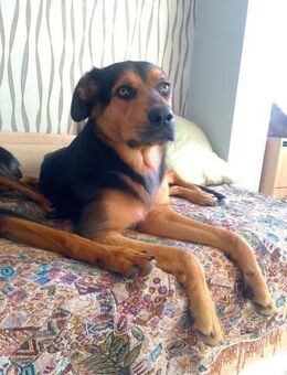 NOTFALL EILT❤️🐾 Hundemädchen Karla🐾❤️ - Eislingen (Fils)