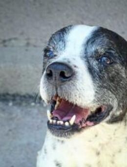 Rocco, Senior sucht... - Kettershausen