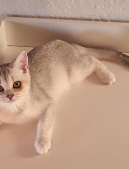 Wunderschöne reinrassige BKH Kitten tierärztlich untersucht, geimpft, abgabebereit - Weitnau