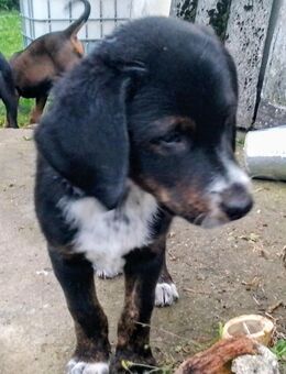 Dobermann Welpen - Kalbe (Milde) Altmersleben