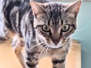 Sanfte, freundliche Katze Marta - Karlsruhe