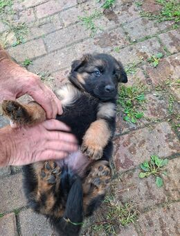 Welpen Altdeutscher Schäferhund - Vogelsang