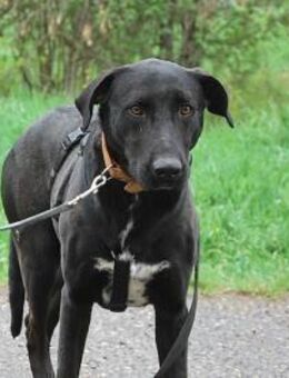 Hektor, zarter Hundemann, ca. 3 Jahre, c - Vaterstetten