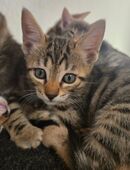 Bezaubernde Siam-Bengal-Mischlingskätzchen suchen ihr Für-immer- in 79312