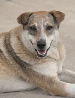 sensible NIKA sucht einfühlsames Zuhause - Kallmünz