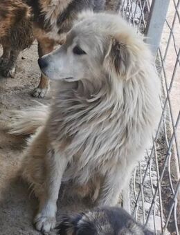 Aurora sucht ein liebevolles Zuhause - Blankenheim (Nordrhein-Westfalen)