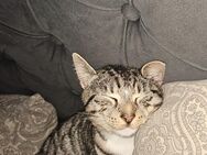 Babykatzen - Thaleischweiler-Fröschen