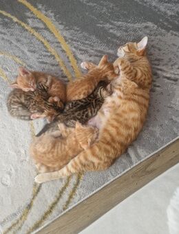 Reinrassige Bengalkitten - Neuenstadt (Kocher) Zentrum
