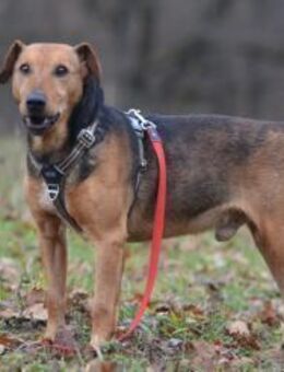 Rambo sucht Zuhause oder Pflegestelle - Mudersbach